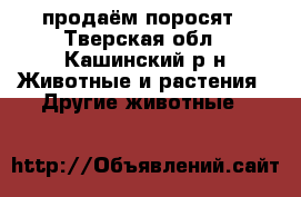продаём поросят - Тверская обл., Кашинский р-н Животные и растения » Другие животные   